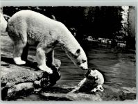 Basel Bâle Zoologischer Garten Eisbären Zoo