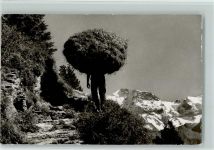 1949 Foto AK Der Wildheuer AK