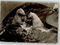 Zürich Muffi u. Gretl Eisbären Zoo