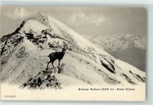 Brienzer Rothorn Kulm - Gemsbock im ersten Schnee