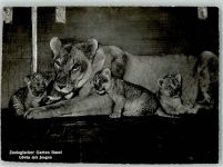Basel Bâle Löwin mit Jungen Zoo