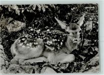 9495 Triesen - Hirschkalb im Valorsch