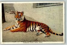 Tiger Zoo