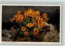 Nr. 5138 - Der Gletschergemswurz - Alpenflora AK Gaberell