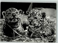 Zürich Junge Jaguare Zoo