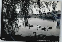 9242 Oberuzwil - Bettenauer-Weiher, Schwan