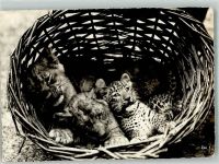 Zürich Junge Löwen und Leoparden Zoo