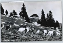 Chasseral BE - Hotel, Kuh
