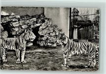 Basel Bâle Zoologischer Garten Tiger Zoo