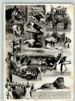 Elefant Bär Löwe Tiger Zoo 1943 Fotomontage AK