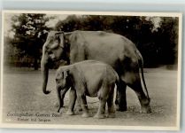 Elefant mit Jungen Zoo Foto AK