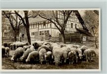 Nr. 2735 Schafherde im Garten AK Gaberell 1926 Foto AK