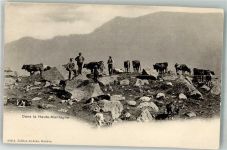 Foto AK Kühe im Hochgebirge