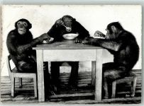 Zürich Schimpansen Zoo