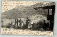 6072 Sachseln 1905 Foto AK Auf der Alp Tränke