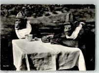 Zürich Schimpansen Zoo Gebrauchsspuren