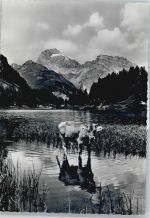 7482 Preda - Berg Kuh See