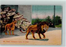 Basel Bâle Zoologischer Garten Löwen Zoo