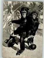 Zürich Schimpansen Toni u. Susi Dreirad Zoo Gebrauchsspuren