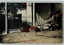 Basel Bâle Tiger Zoo 1912
