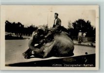 Zürich Zoolog. Garten Mann auf dem Rücken eines Elefanten Zoo