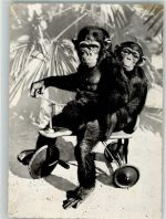 Zürich Schimpanse Toni und Susi Westafrika Zoo