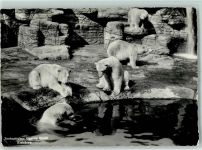 4000 Basel Bâle - Zoologischer Garten Eisbären