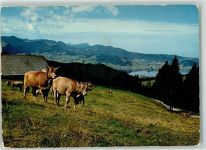 Sattelegg - Sihlsee Pilatus Rigi Kuhherde