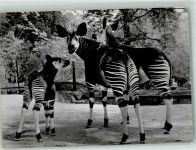 Basel Bâle Okapis Fotograf Steinemann Zoo Foto AK