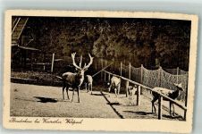 8400 Winterthur 1915 Foto AK Wildpark Bruderhaus