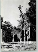 Basel Bâle Giraffe Haiggi Fotograf Steinemann Zoo Foto AK