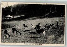 Aarau Foto Hübner F. Wildpark Damhirsche Zoo 1912