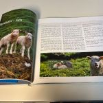 Färöer Jahrbuch 2013 postfrisch komplett