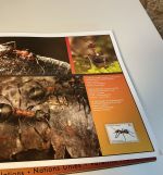 UNO Folder Gefährdete Arten 1993-2009 komplett