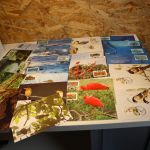 WWF 140 Kapitel Maximumkarten (=560 Karten)