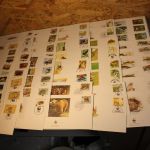 WWF 140 Kapitel FDC (=560 FDC)