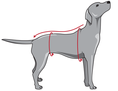 meetinstructie zwemvest voor de hond