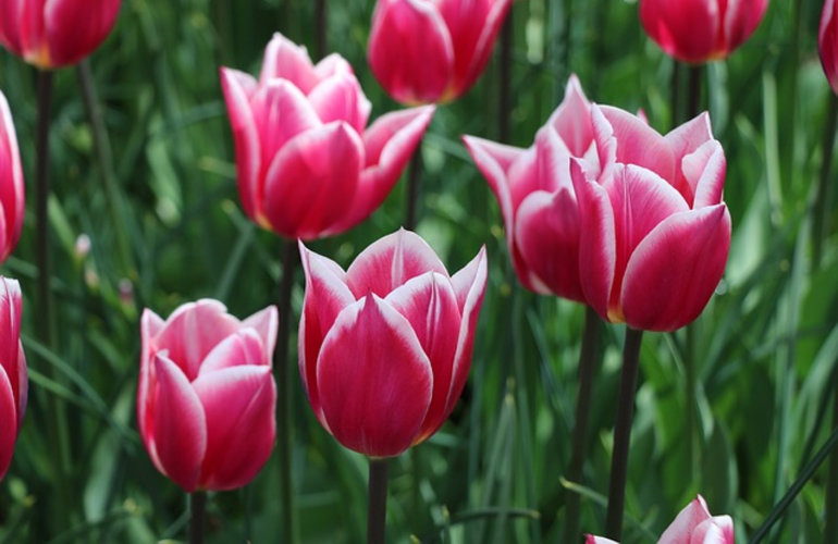 Tulips