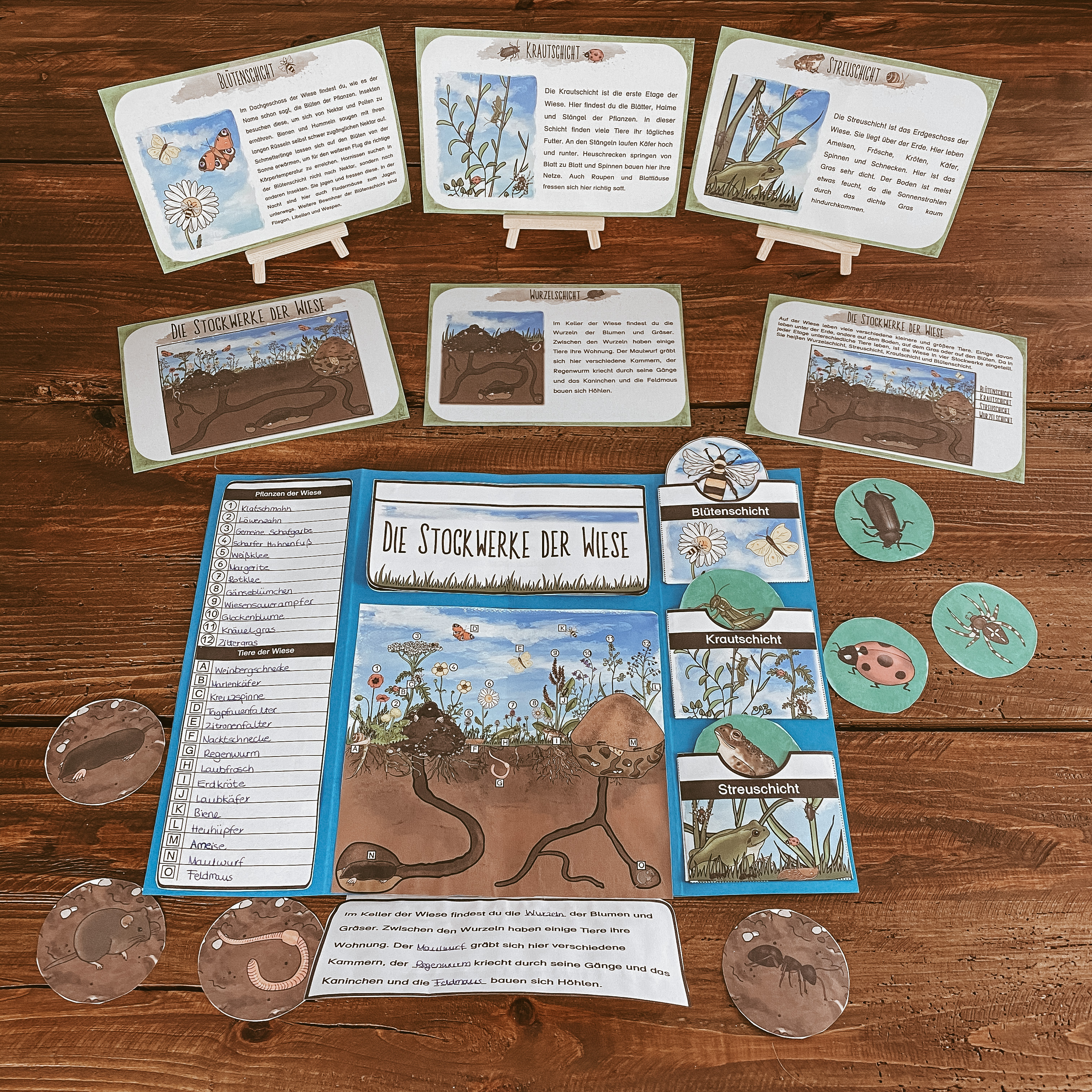 Stockwerke der Wiese Wissensheft/Forscherheft