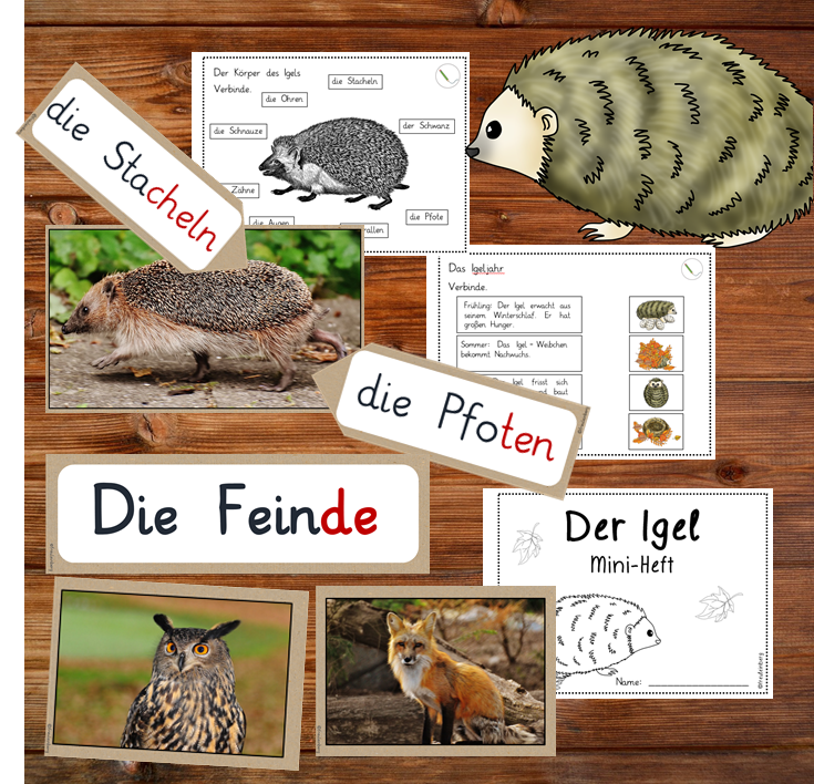 Der Igel - Tafelmaterial (Körper, Nahrung, Feinde, Igeljahr