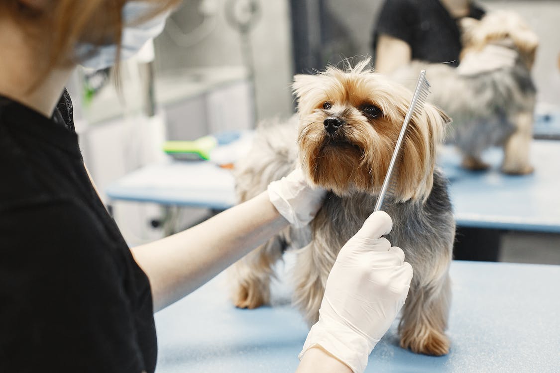 Pet Care & Grooming