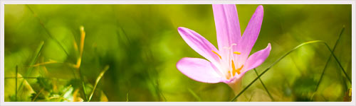 Une fleur source d'un nouveau médicament anticancéreux