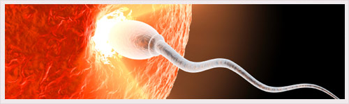 Fertilité : découverte d’un oligosaccharide majeur dans la fécondation
