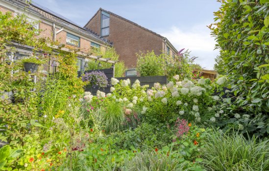 Schelfhoutstraat 16, Groningen