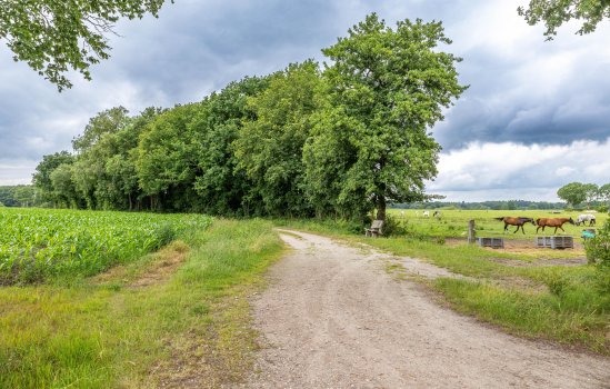 Zuidesch 4, LIEVEREN