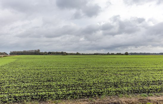 Engelberterweg 112, Groningen