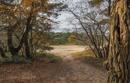 Langakkers 15, SCHIPBORG