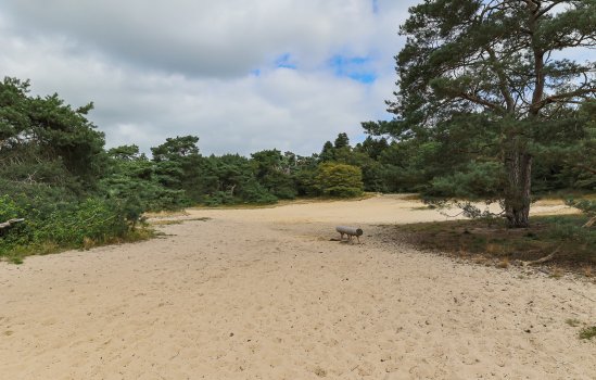 Langakkers 15, SCHIPBORG