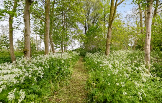 Borgweg 23, Lellens