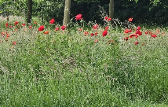 Bergveenweg 1, VEENHUIZEN